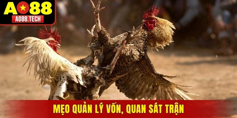 Mẹo quản lý vốn, quan sát trận, giữ nhịp quyết định